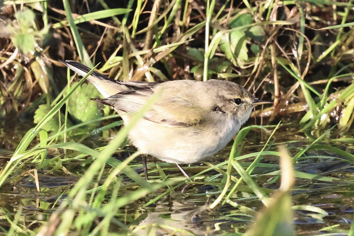 budníček menší (ssp. tristis) - ML646251704
