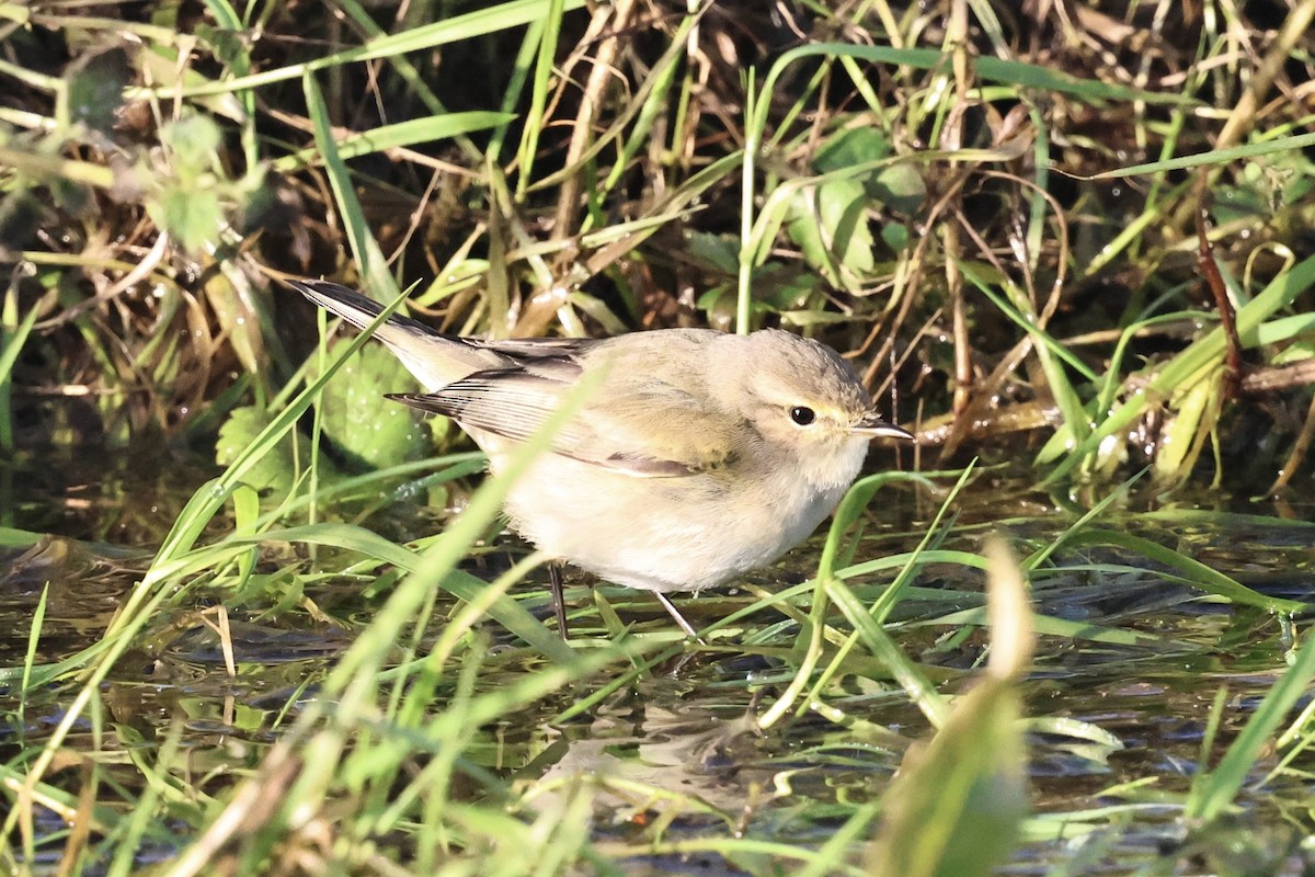 budníček menší (ssp. tristis) - ML646251705