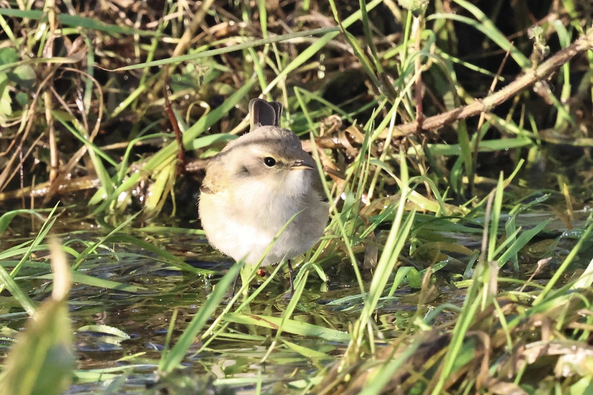 budníček menší (ssp. tristis) - ML646251706