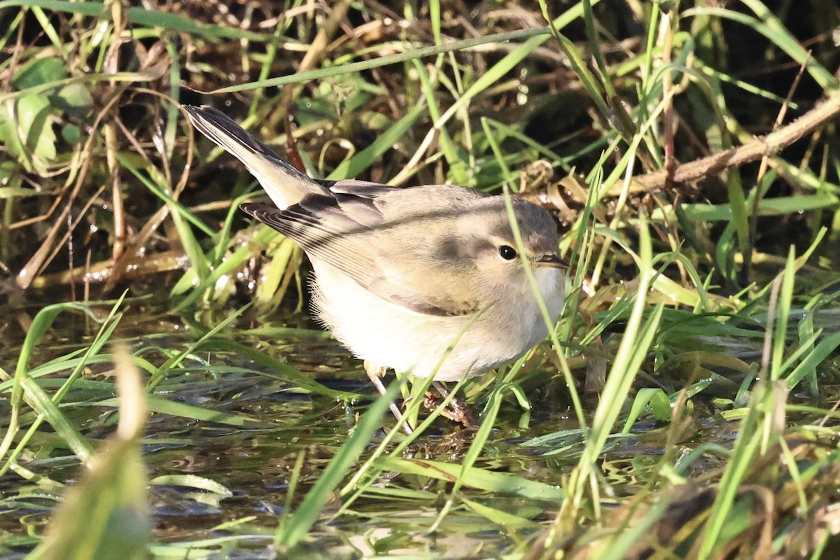 budníček menší (ssp. tristis) - ML646251709
