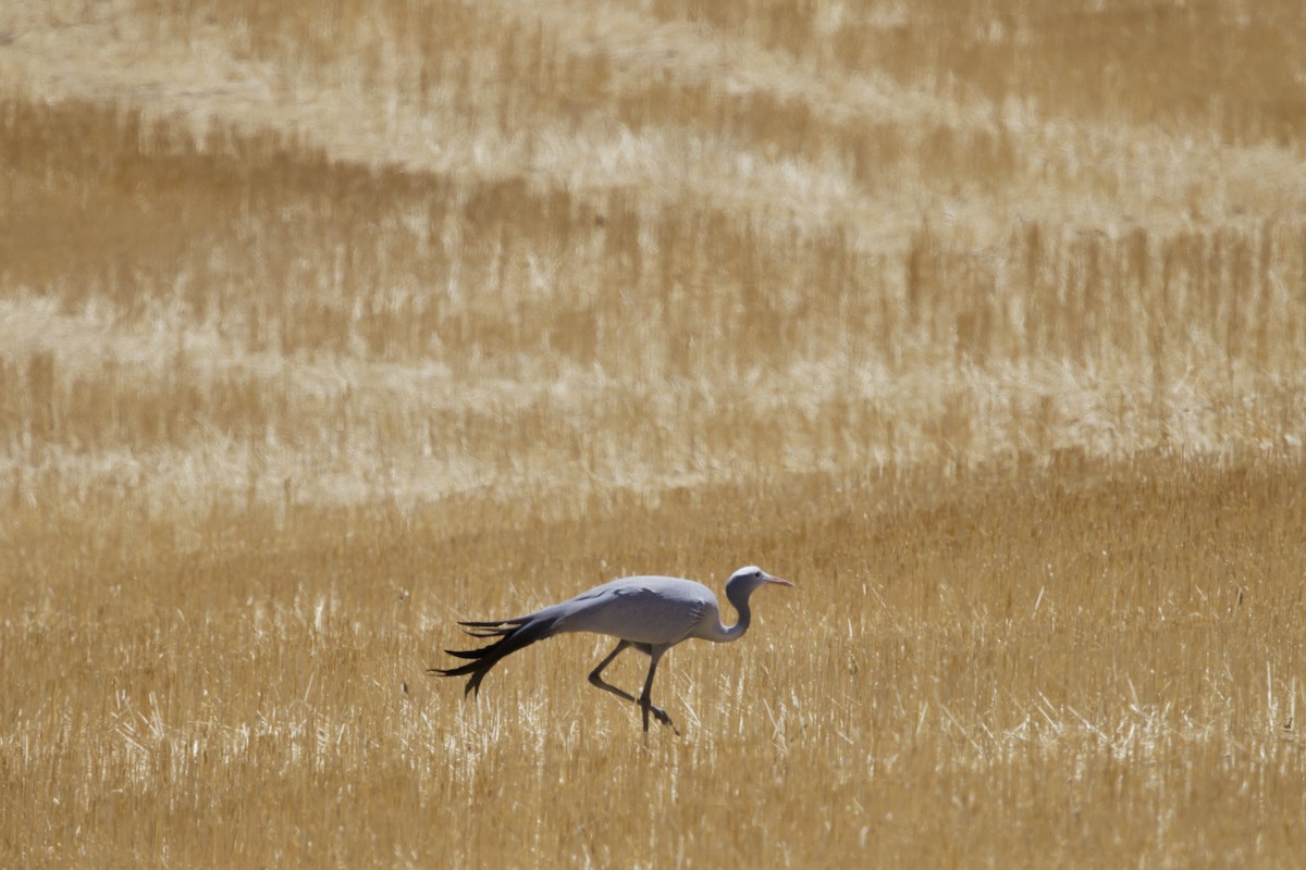 Blue Crane - ML646251711