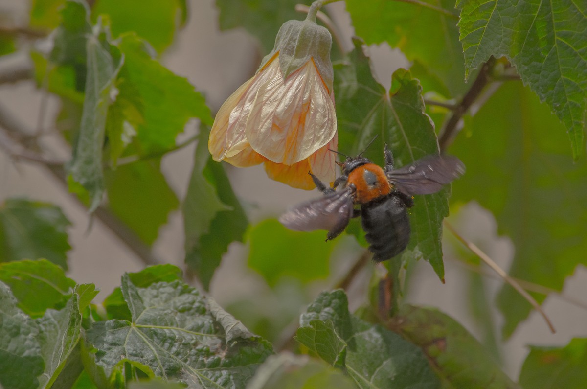 Bumble Bees - ML646251712