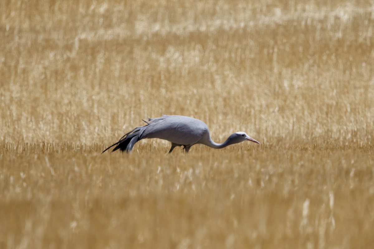 Blue Crane - ML646251727