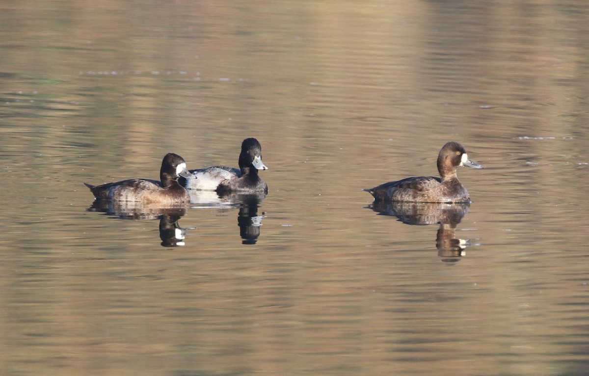 Lesser Scaup - ML646251728