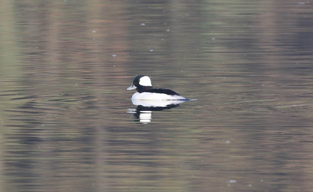 Bufflehead - ML646251731