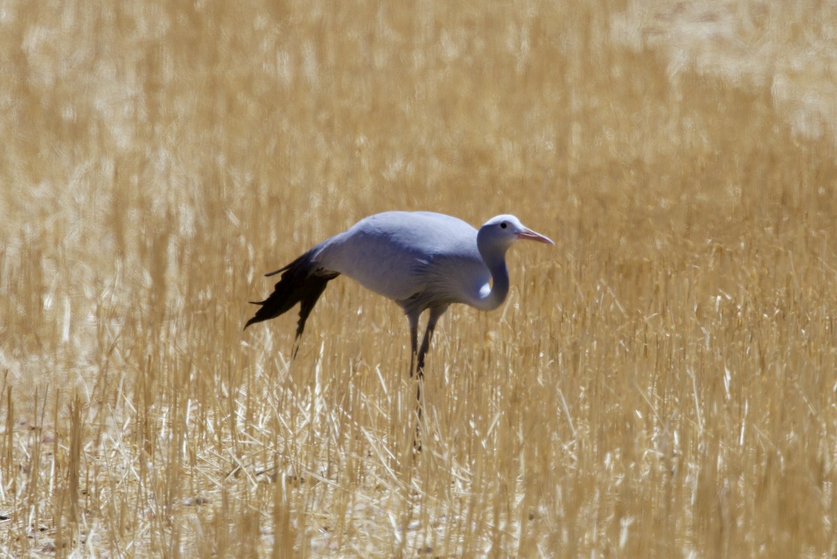 Blue Crane - ML646251732