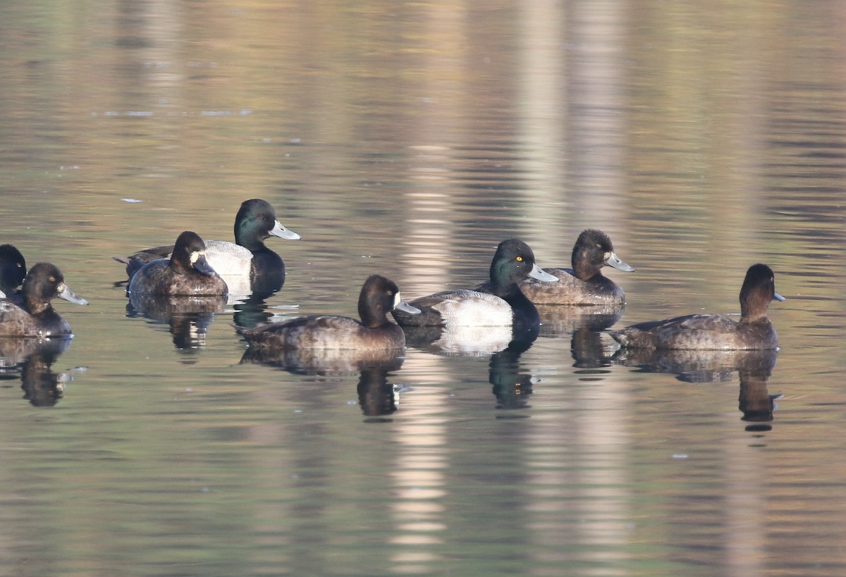 Lesser Scaup - ML646251733