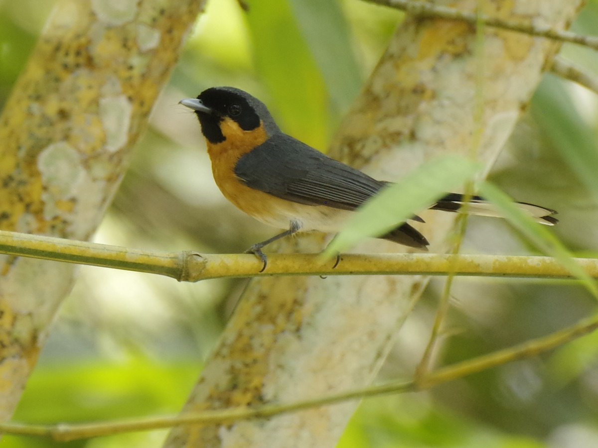 Australian Spectacled Monarch (Eastern) - ML646251734