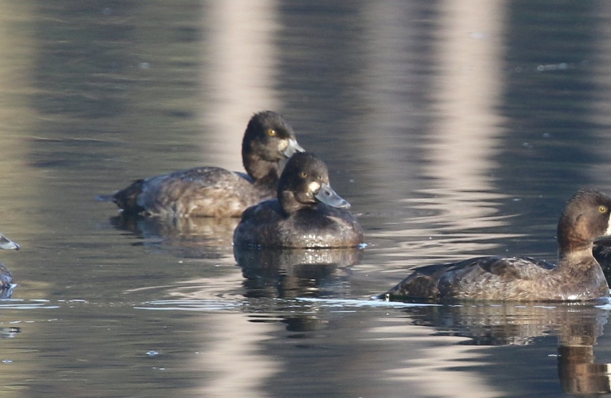 Lesser Scaup - ML646251736