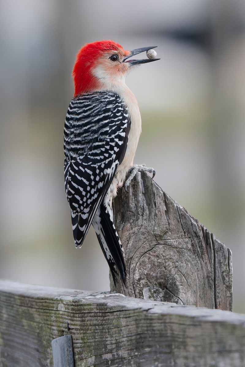 Red-bellied Woodpecker - ML646251738