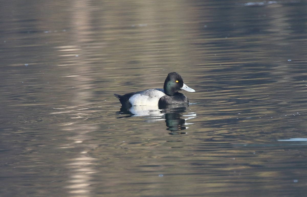 Lesser Scaup - ML646251740