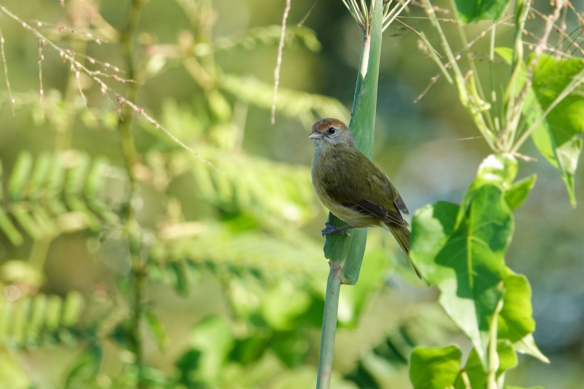 Gray-eyed Greenlet (Beni) - ML646251742
