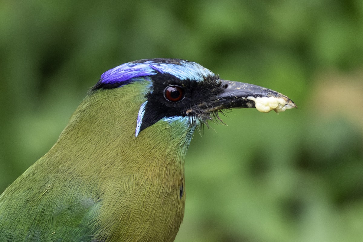 Lesson's Motmot - ML646251745