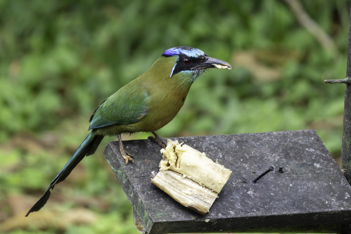 Lesson's Motmot - ML646251746