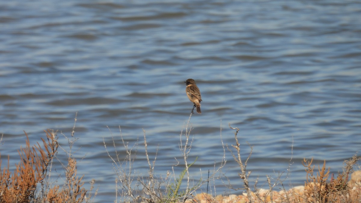 European Stonechat - ML646251747