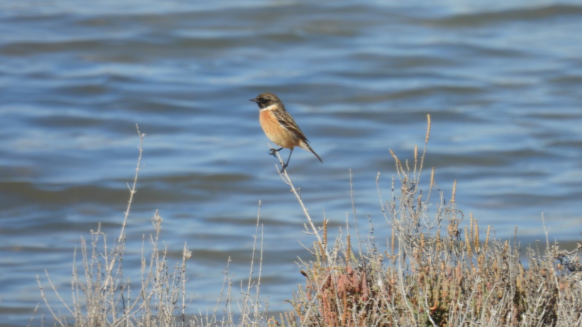 European Stonechat - ML646251748