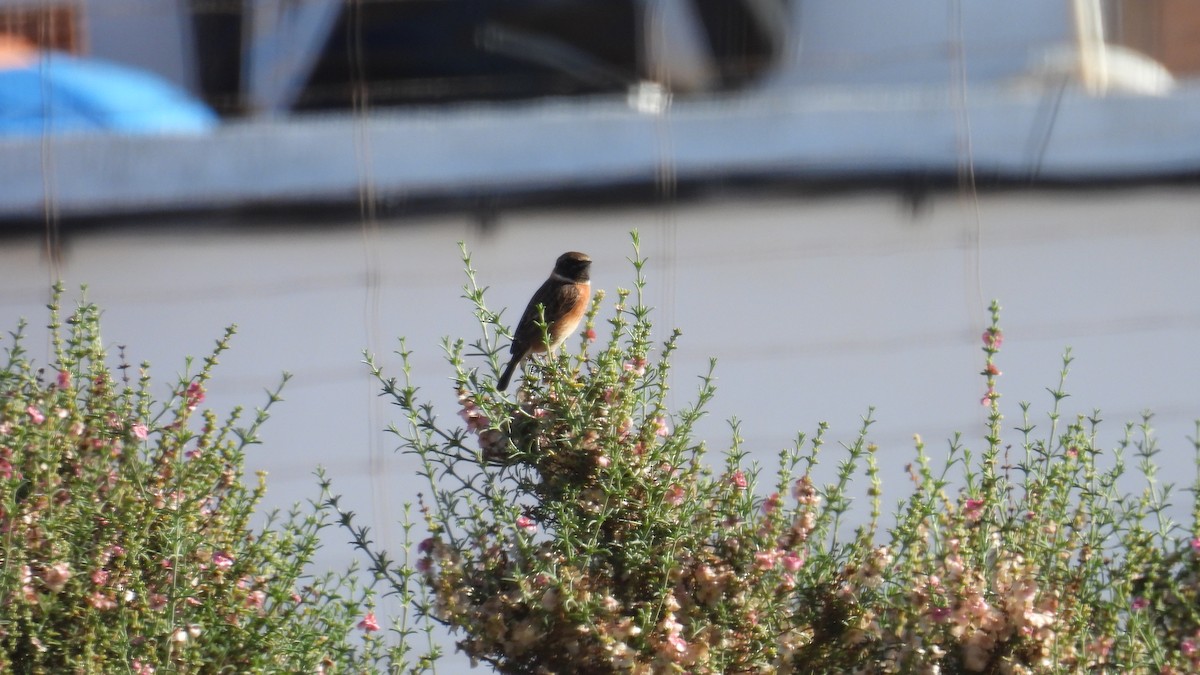 European Stonechat - ML646251749