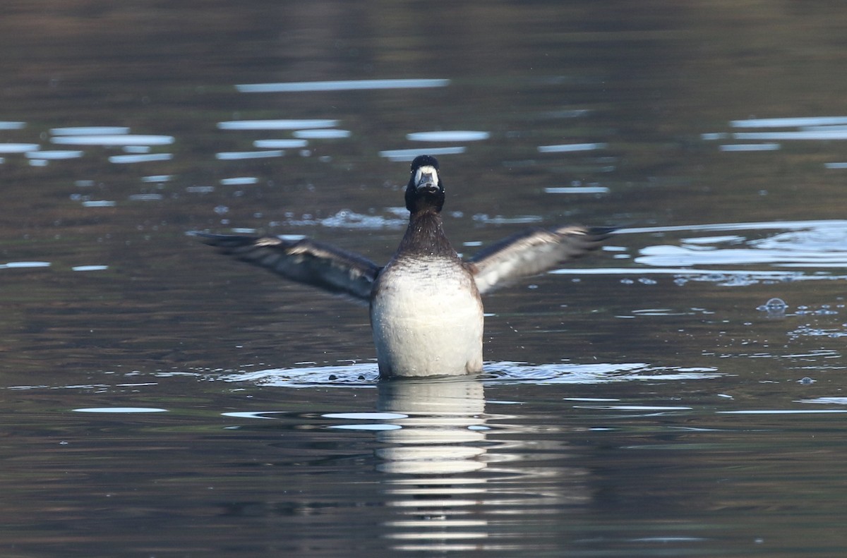 Lesser Scaup - ML646251751