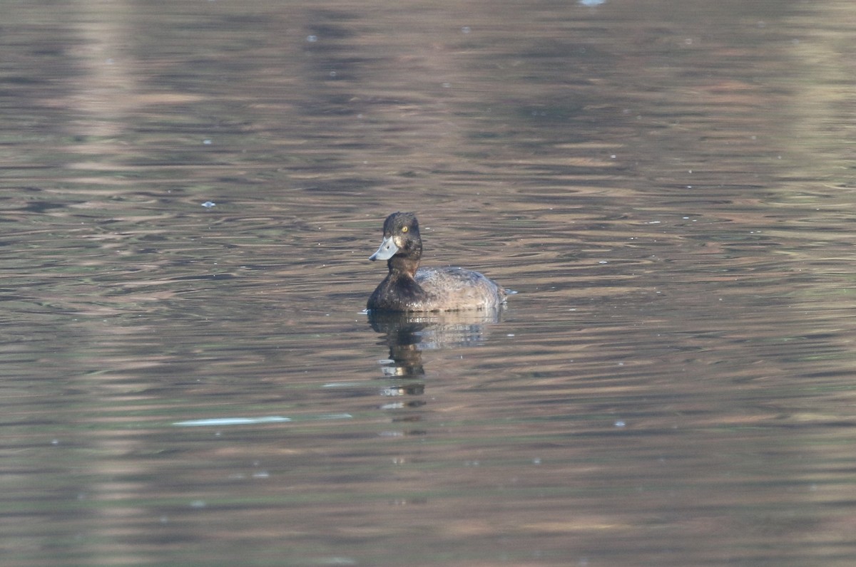 Lesser Scaup - ML646251761