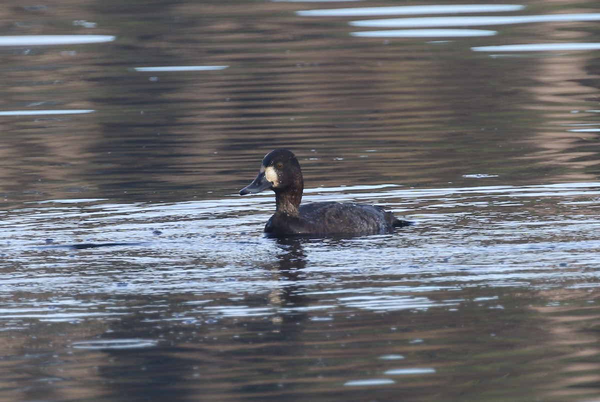 コスズガモ - ML646251766