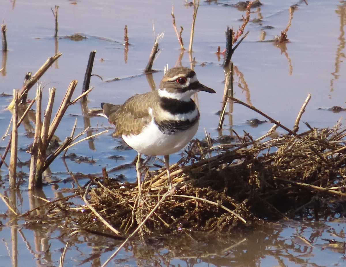 Killdeer - ML646251767