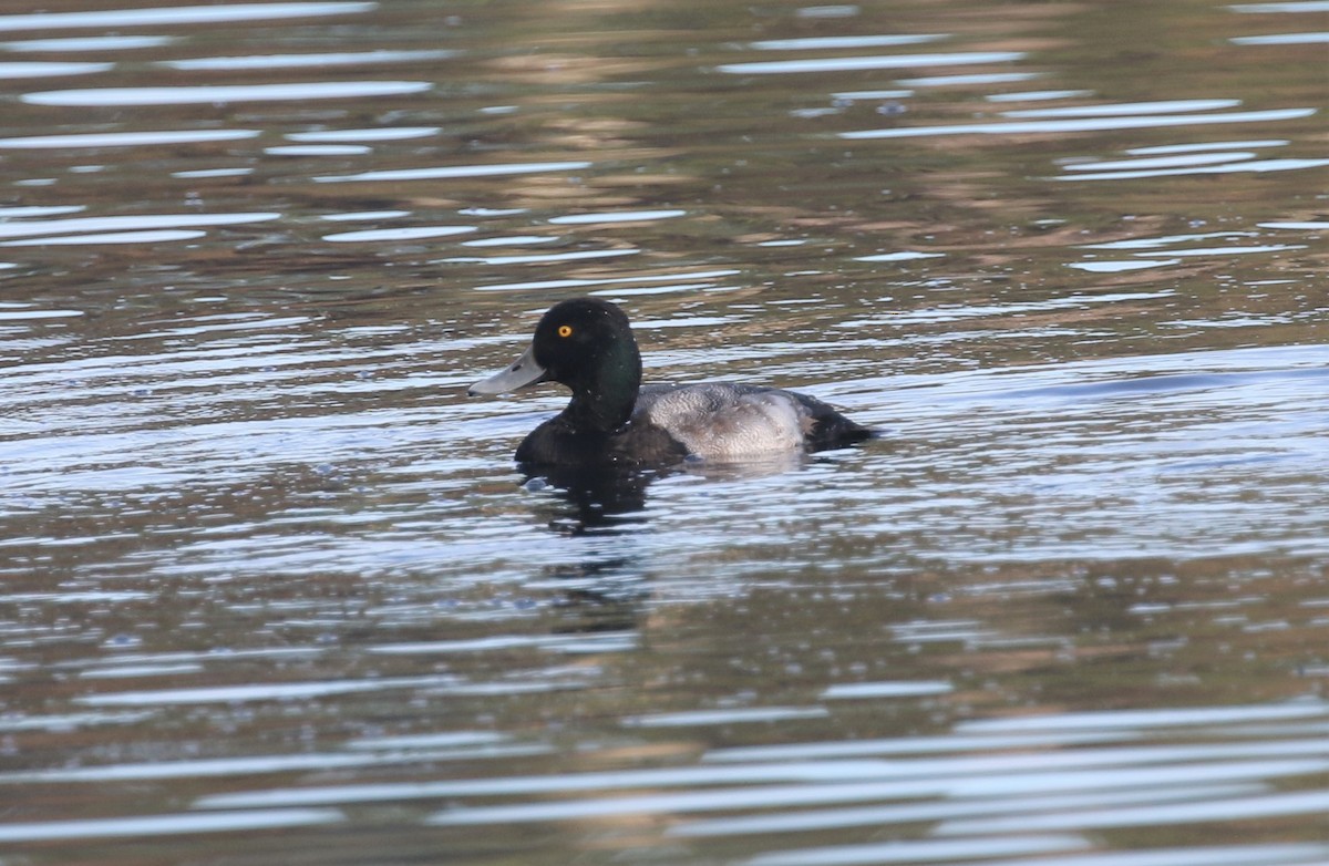 コスズガモ - ML646251770