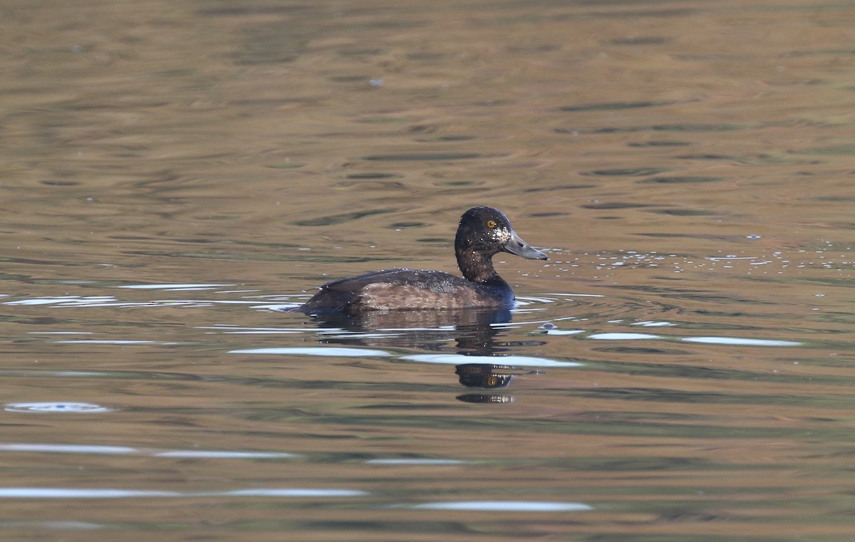 コスズガモ - ML646251772