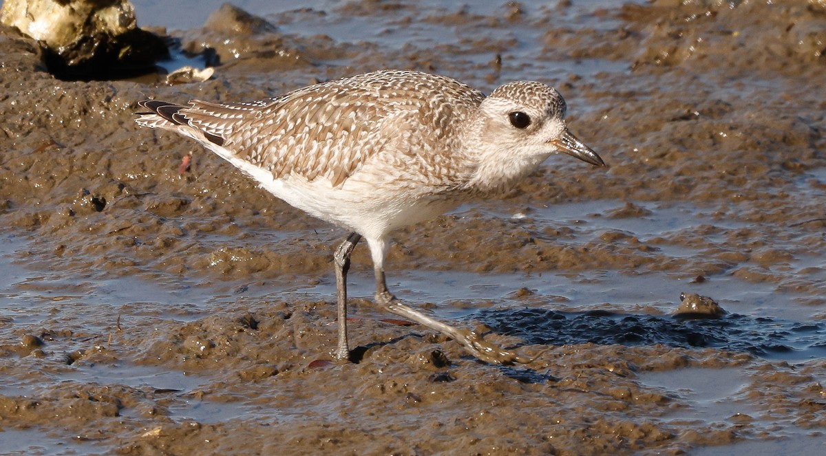 Black-bellied Plover - ML646251775