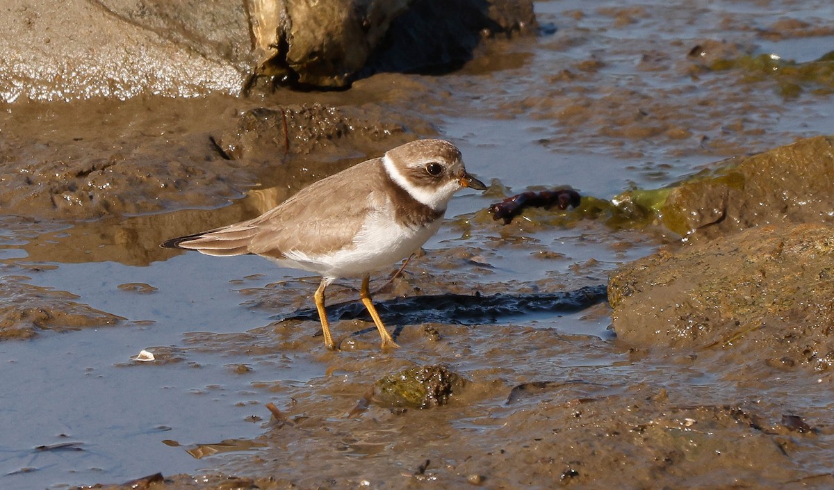 Semipalmated Plover - ML646251778