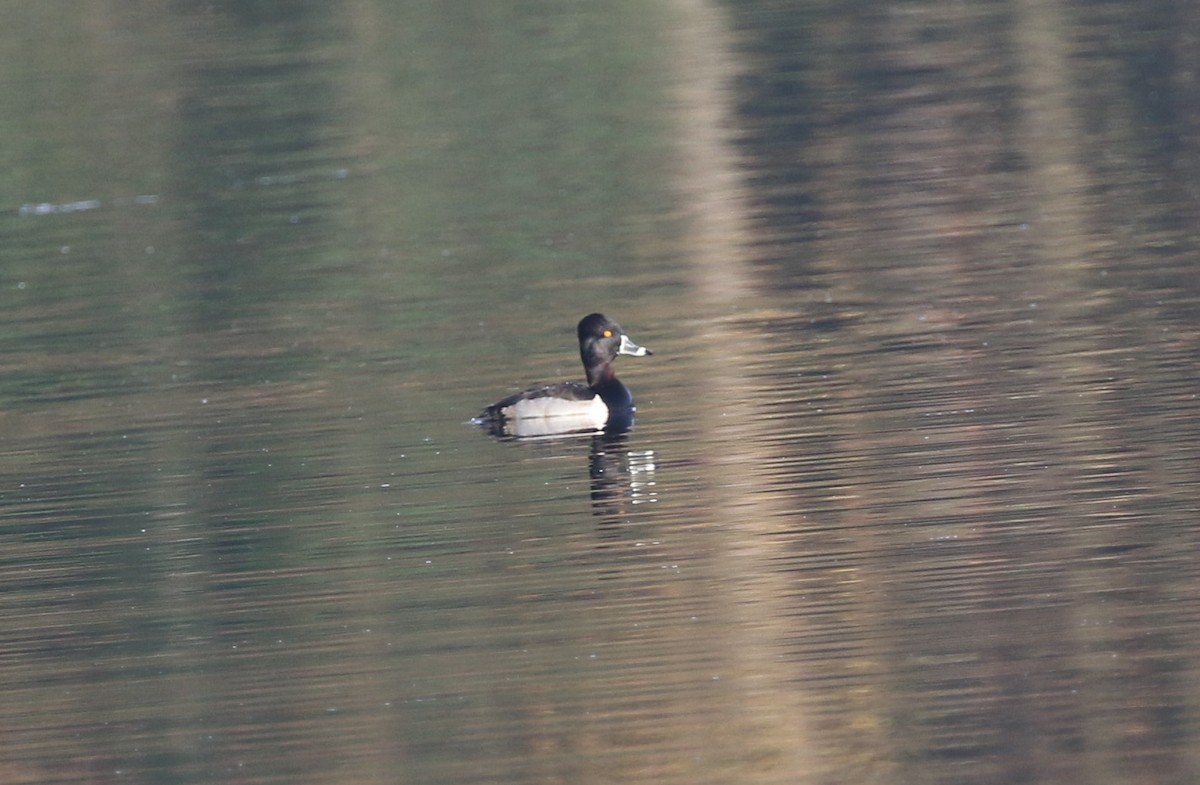 Ring-necked Duck - ML646251779