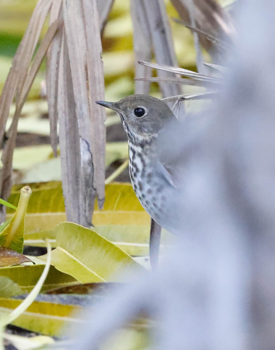 Hermit Thrush - ML646251781