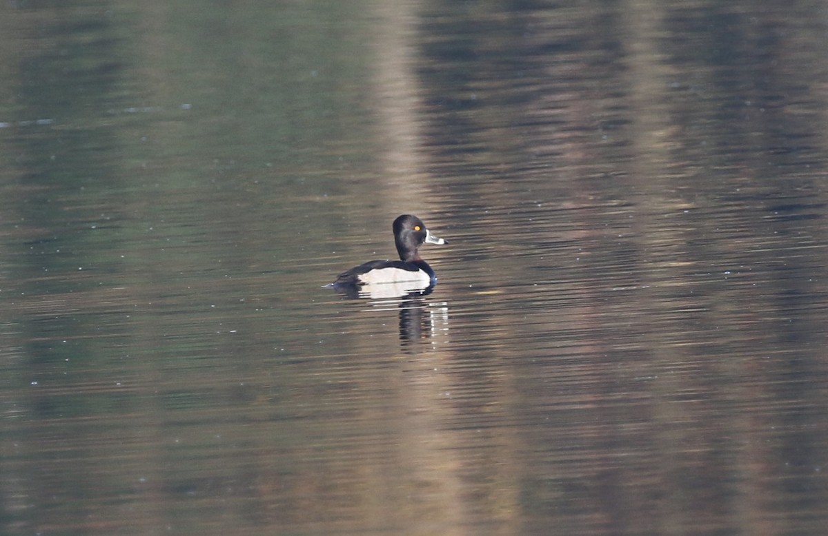 Ring-necked Duck - ML646251784