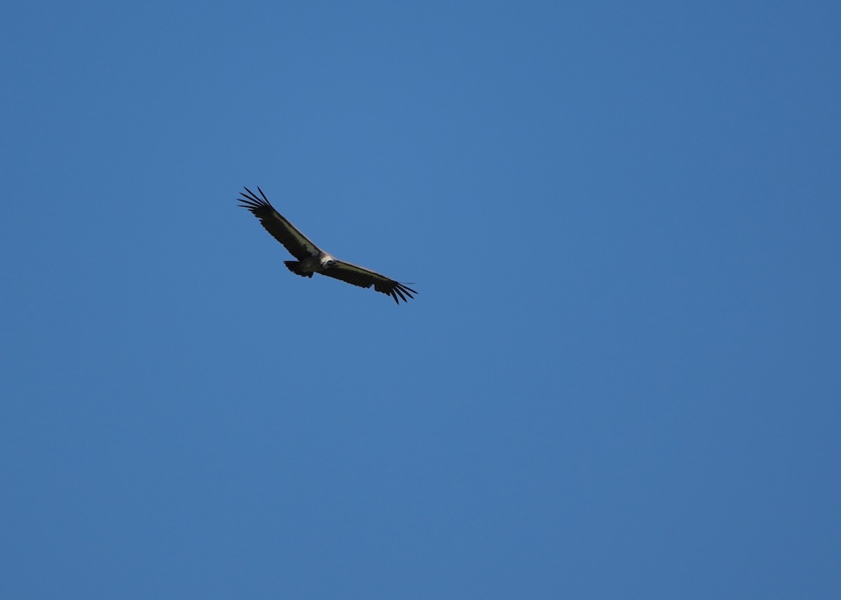 White-backed Vulture - ML646251787