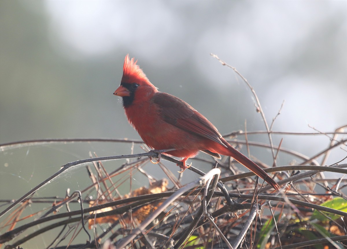 Northern Cardinal - ML646251791