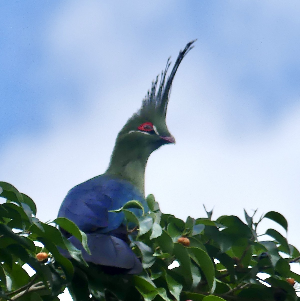 Touraco de Schalow - ML646251794