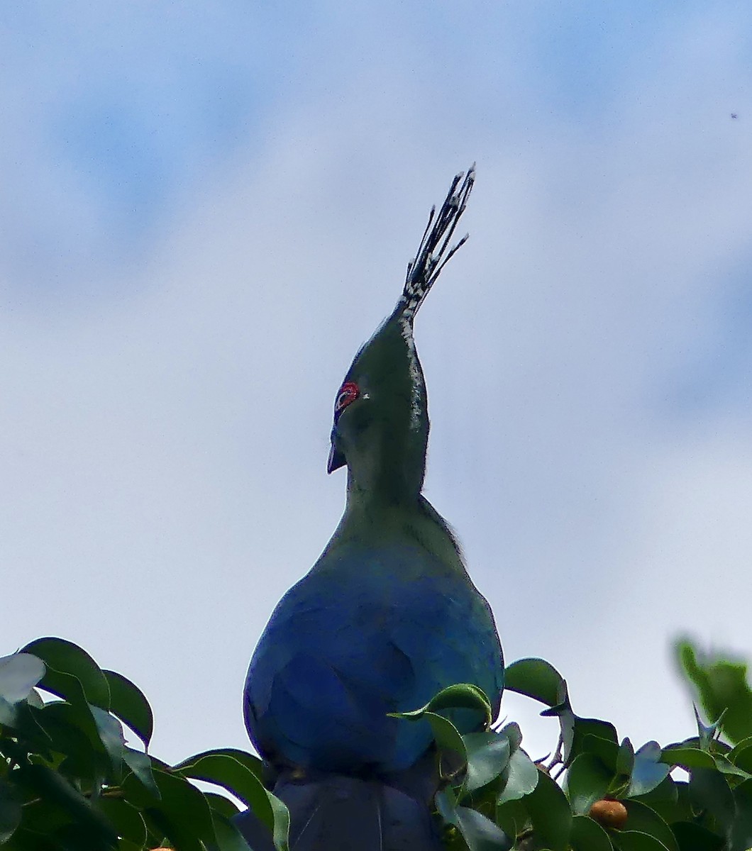 Touraco de Schalow - ML646251795