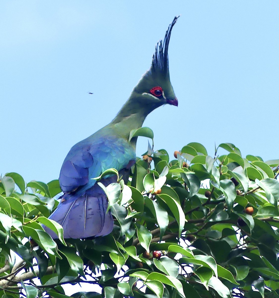 Touraco de Schalow - ML646251796