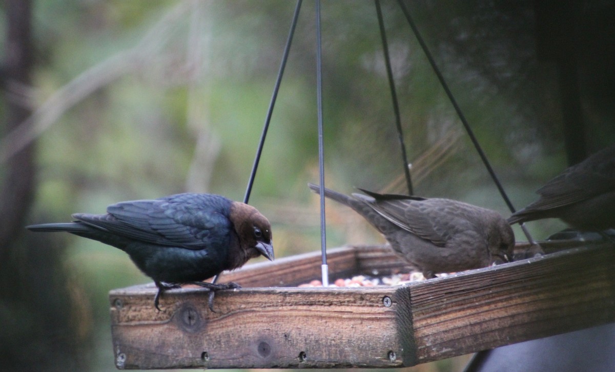 Braunkopf-Kuhstärling - ML646251800