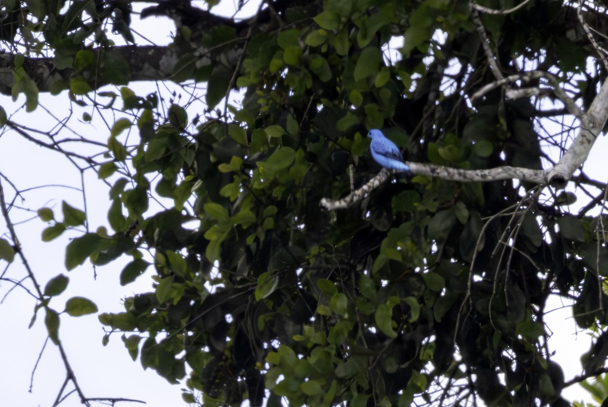 Turquoise Cotinga - ML646251803
