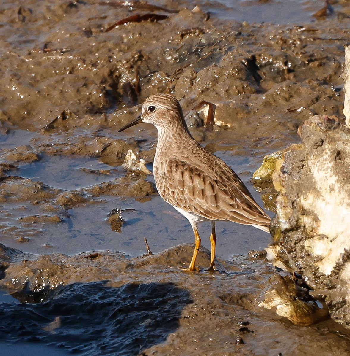 Least Sandpiper - ML646251806