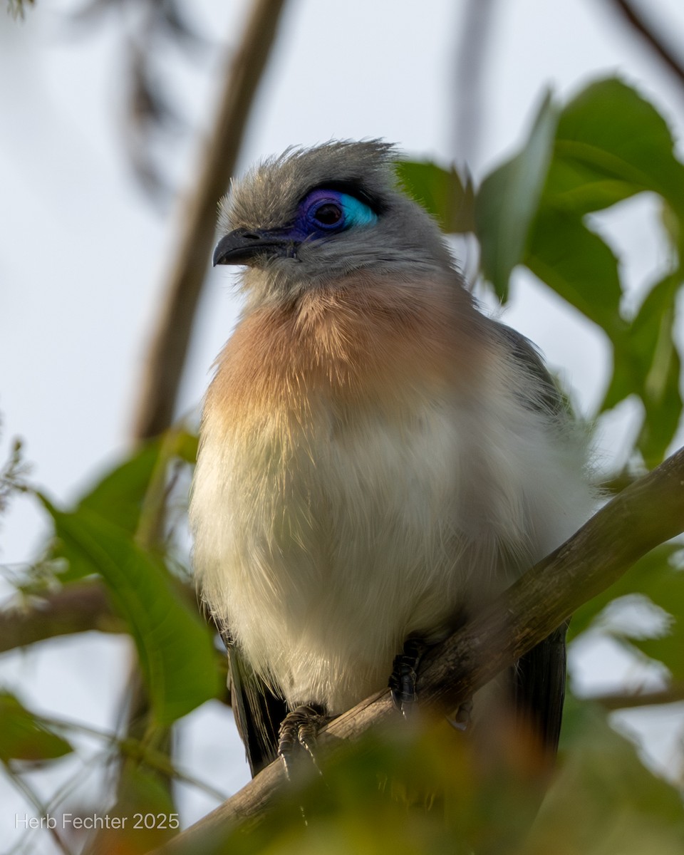 Tepeli Kua - ML646251807