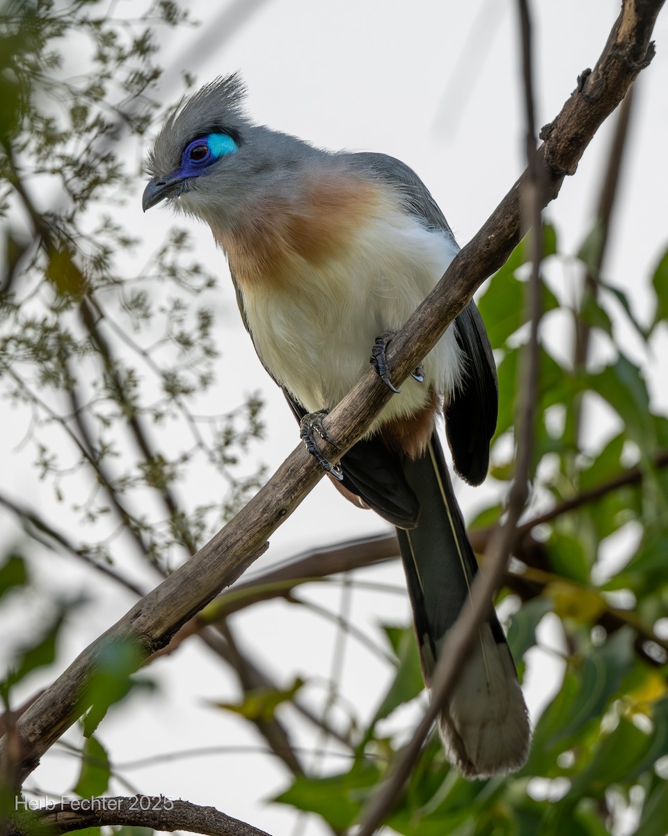 Tepeli Kua - ML646251808