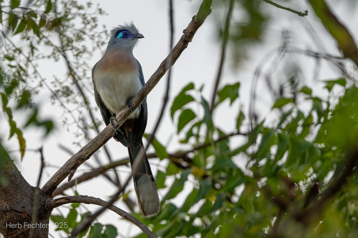 Tepeli Kua - ML646251809