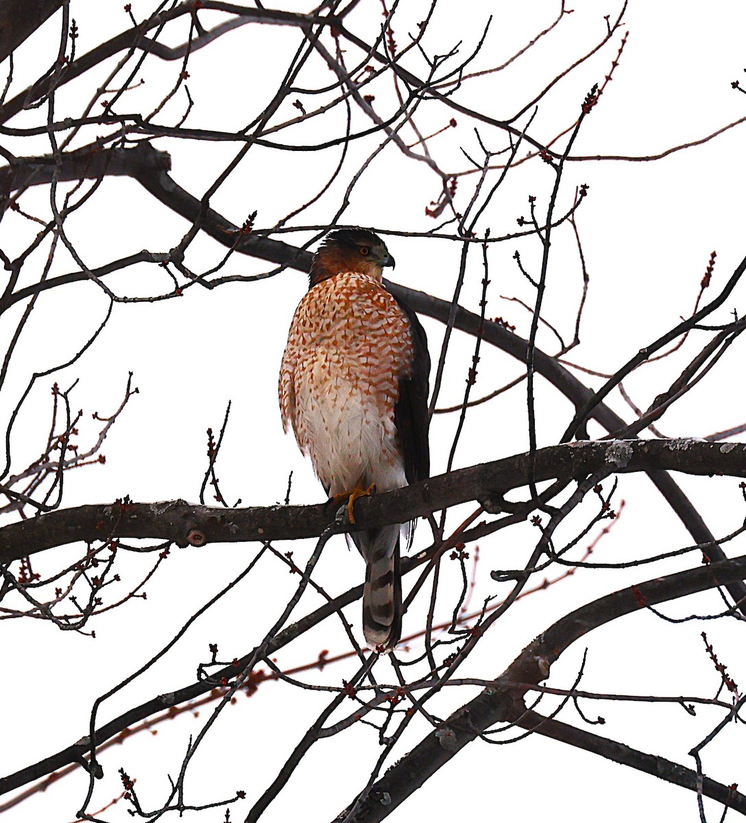 Cooper's Hawk - ML646251810