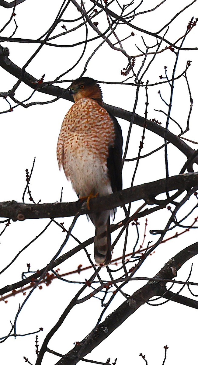 Cooper's Hawk - ML646251811