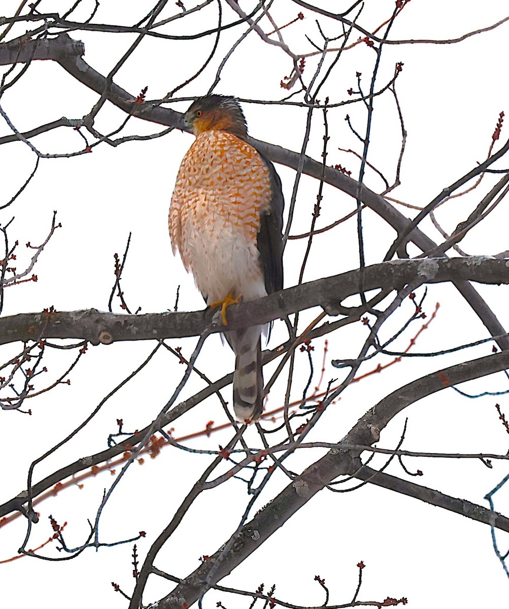 Cooper's Hawk - ML646251812