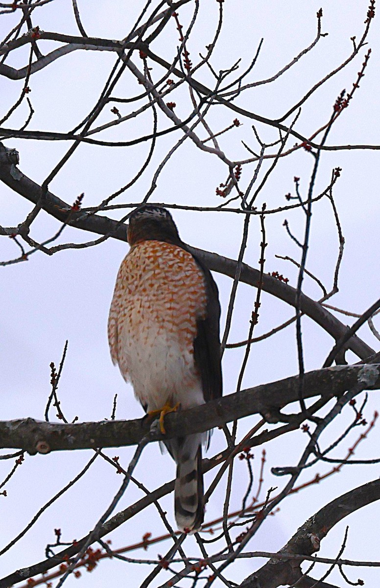 Cooper's Hawk - ML646251813