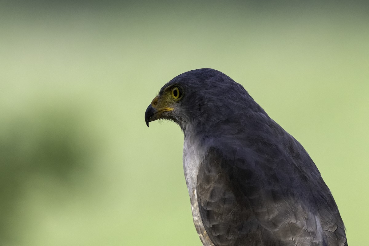 Roadside Hawk - ML646251814