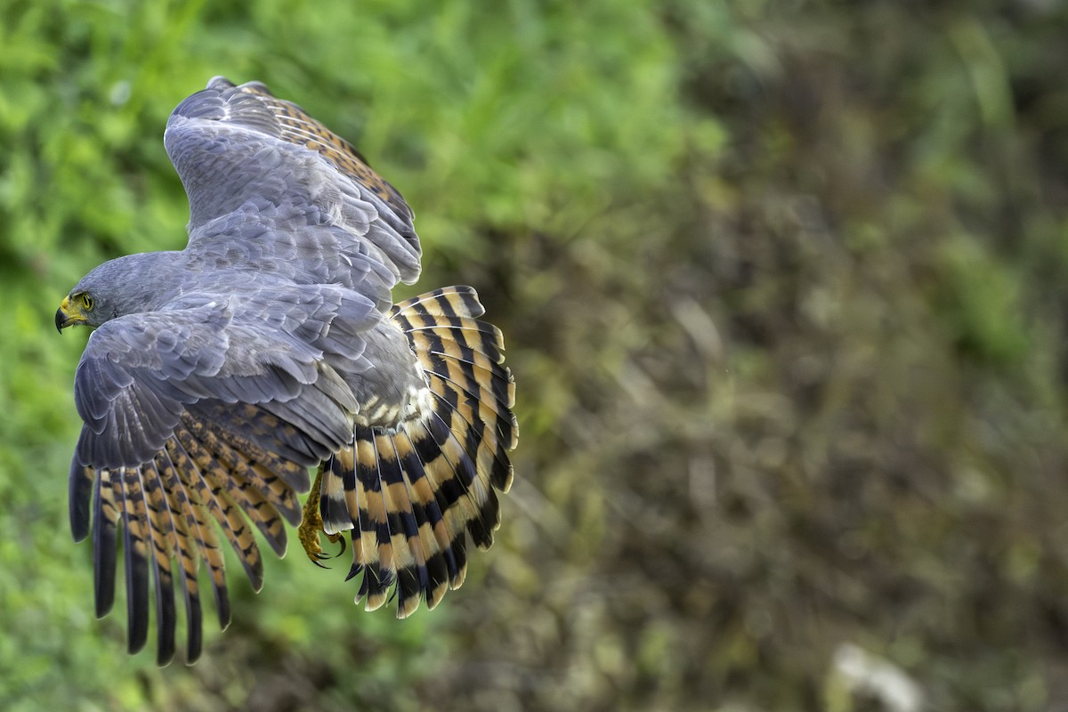Roadside Hawk - ML646251815