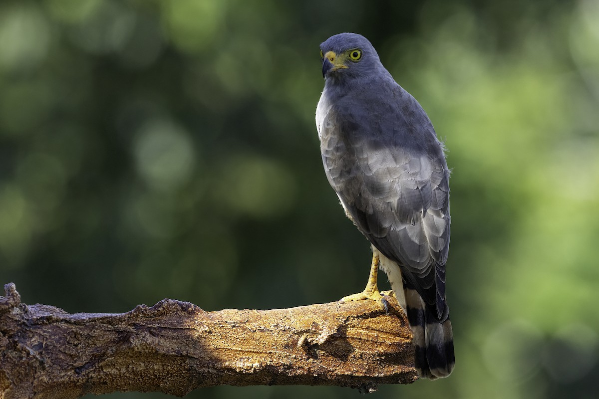 Roadside Hawk - ML646251816